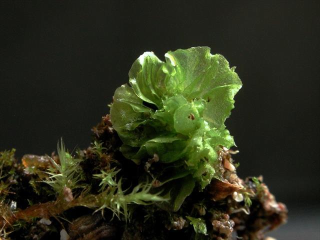 Petalophyllum ralfsii