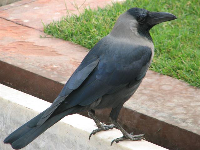Corvus splendens