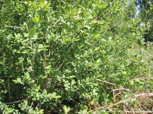 Salix cinerea subsp. cinerea
