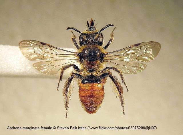 Andrena (Margandrena) marginata