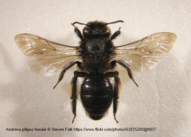 Andrena (Plastandrena) pilipes