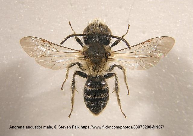 Andrena (Ptilandrena) angustior