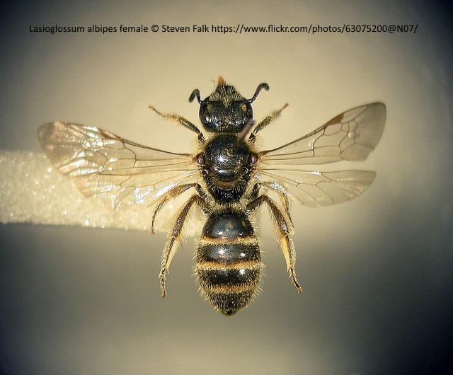 Lasioglossum (Evylaeus) albipes