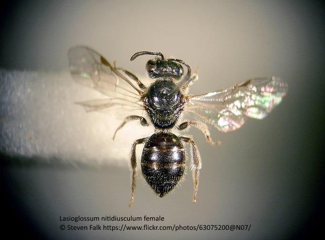 Lasioglossum (Evylaeus) nitidiusculum