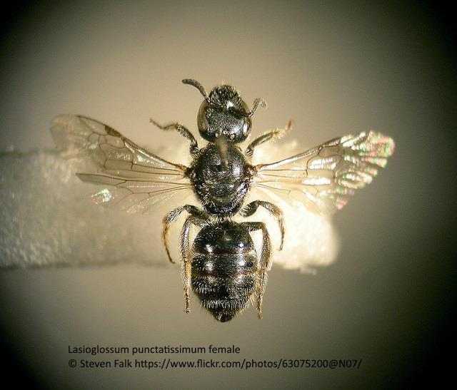 Lasioglossum (Evylaeus) punctatissimum