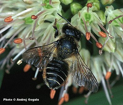 Megachile (Megachile) versicolor