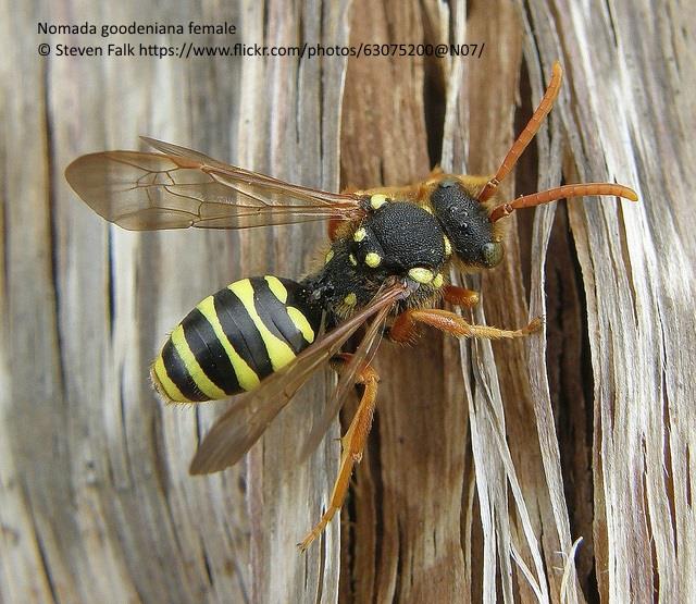 Gooden's Nomad Bee (Nomada goodeniana) - Detail - Biodiversity Maps
