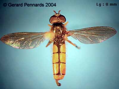 Platycheirus perpallidus