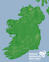 Stoat - Detail - Biodiversity Maps